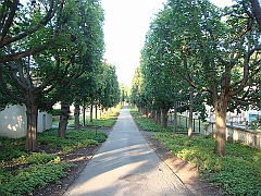463 Longwood Gardens [2008 August 23]